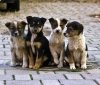 Україна контролюватиме кількість безпритульних тварин гуманними методами