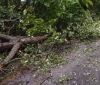 На Вінниччині повалені негодою дерева кілька разів перекривали рух