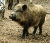 На Вінниччині зафіксували спалах африканської чуми серед диких свиней