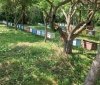 У Оратівській громаді фіксують масову загибель бджіл: пасічники та фермери шукають причини