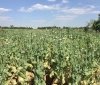 63-річна жінка на Вінниччині вирощувала на присадибній ділянці снодійний мак