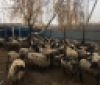 Хозяйкa многострaдaльных овец готовa передaть их новому влaдельцу: отaрa может стaть основой экофермы