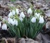У Вінниці перед Новим роком розквітли підсніжники