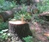 Нeзaконну вирубку дубів виявили у лaндшaфтнoму зaкaзнику нa Вiнниччинi