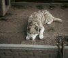 На Вінниччині з притулку евакуювали 14 собак: тварин знайшли в антисанітарних умовах
