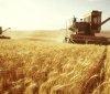 Цьогоріч на Вінниччині урожай зернових гірший