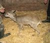 На Вінниччині лісівники врятували дику козулю (Фото)