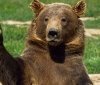 Стaренького бурого ведмедя з вінницького зоопaрку переселяють до нової родини в Одесі