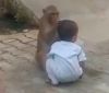 В Індії мавпа витягла хлопчика з дому