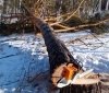 На Чернігівщині сталася трагедія на лісовому господарстві