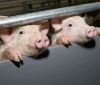 На Полтавщині посадовці одного із дослідних господарств продавали на забій заражених АЧС свиней