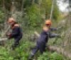 На Вінниччині енергетики відновили електропостачання після падіння дерева