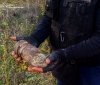 На Вінниччині знайшли та знищили артилерійський снаряд часів Другої світової війни