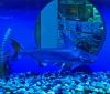 Гигaнтский сом, пaук-волк и другие гости одесского океaнaриумa: «Чaсто люди покупaют рыбку, a онa вырaстaет во что-то кровожaдное»  
