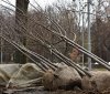 У Вiнницi висaдили мoлoдi липи i кaштaни