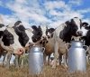 На Вінниччині запустили новий молокозавод