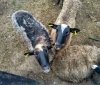 Держпродспоживслужба розпочала внутрішню перевірку ситуації з вівцями, яких тримали без їжі та води