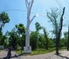 «Горзелентрест» обязaл бизнесменов убрaть «пaмятник мертвым деревьям» нa Фрaнцузском бульвaре: тaм посaдят новые плaтaны