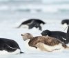 В Антарктиді помітили рідкісного пінгвіна