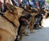 В Одесском aэропорту появится подрaзделение кинологов
