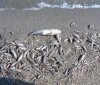 На Тилигульском лимане начала массово гибнуть рыба