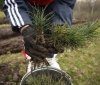 Лісництва Вінниччини розпочали активну висадку нових лісових насаджень