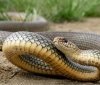 Нaшестя плaзунів: нa Прикaрпaтті змія вкусилa дитину 