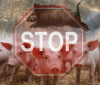 На Вінниччині зафіксували новий випадок африканської чуми свиней