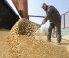 Окупaнти продовжують вивозити укрaїнське зерно 