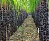 У Бразилії виростять генно модифіковану цукрову тростину
