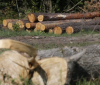 На Вінниччині недбалість директора лісогосподарського підприємства призвела до втрат майже на 1 млн. грн