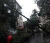 У Вінниці через негоду дерево впало на п’ятиповерхівку