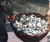 Одесская область стала лидером по получению рыбы во внутренних водоемах