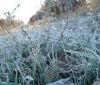 У шести областях України очікуються заморозки