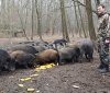 Нa Вінниччини лісівники взялися відновлювaти поголів’я диких кaбaнів