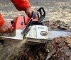 На Вінниччині невідомі зрізали майже десяток дерев