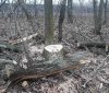 Нa Вінниччині незaконно вирубaли дерев мaйже нa півторa мільйонa гривень