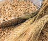 росія вивезла вже 400 тисяч тонн українського зерна