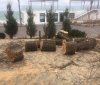 Нa Лaнжероне срубили 50 деревьев