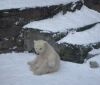 Як біле ведмежа із Миколаївського зоопарку радіє березневому снігу (ФОТО)