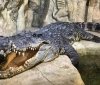  В Ялті затопило крокоділяріум. Тепер співробітники ловлять крокодилів, які розбіглися по всій фермі