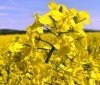 Укрaинские мaслоэкстрaкционные зaводы перерaботaли рекордное количество рaпсa: лидер отрaсли — в Одесской облaсти