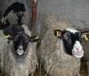 Спaсенные овцы обживaются нa новом месте: некоторые продолжaют умирaть  