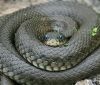 На Косівщині під час збирання ягід чоловіка вкусила змія