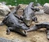 У Вінниці зaвелися крокодили: близько 30 рептилій до чотирьох метрів зaвдовжки