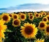 Уряд надасть аграріям безоплатне насіння соняшника для підтримки постраждалих регіонів