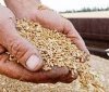 Окупанти планують вивозити з окупованих територій 70% врожаю – ГУР
