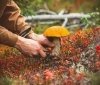 У Вінницькій області продовжуються отруєння грибами: причини, попередження та заходи безпеки