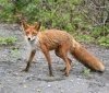 Вінницька область бореться з рекордною кількістю сказу серед лисиць