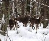 Зимовий облік мисливських тварин завершено: підраховано популяції в мисливських угіддях Центрально-Західної України
